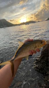 Yellow Jack