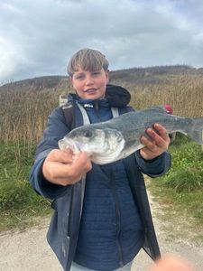 European Bass (Seabass)