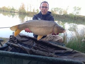 Common Carp