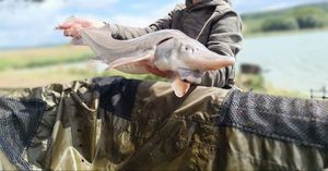 Sturgeon