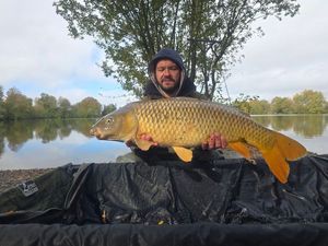 Common Carp