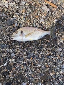 Gilthead Seabream