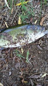Largemouth Bass