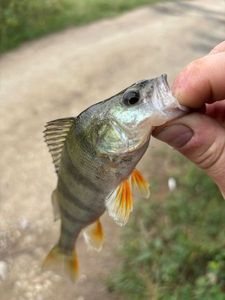 European Perch
