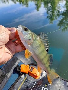 European Perch