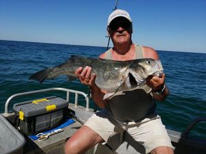European Bass (Seabass)