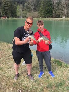 European Perch