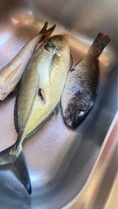 Greater Amberjack
