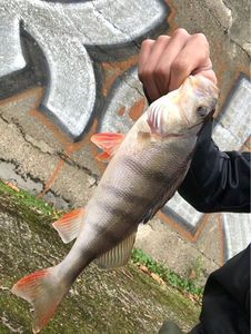 European Perch