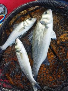 European Bass (Seabass)