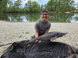 Siberian Sturgeon