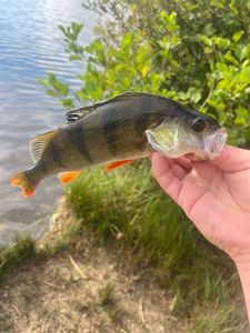 European Perch