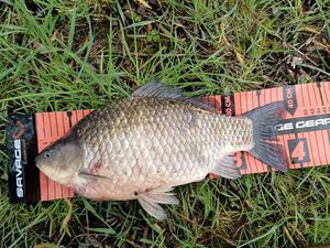 Crucian Carp