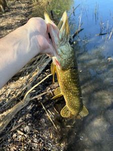 Northern Pike