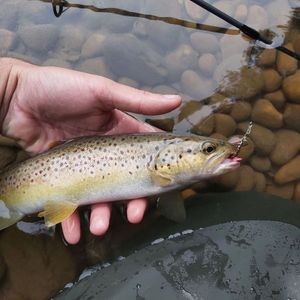 Brown Trout