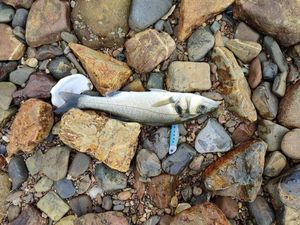 European Bass (Seabass)