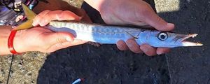 Great Barracuda