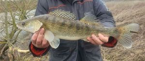 Zander