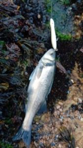 European Bass (Seabass)