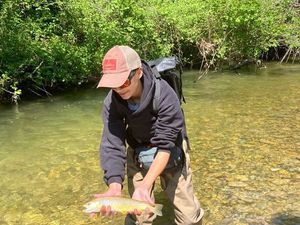 Brown Trout