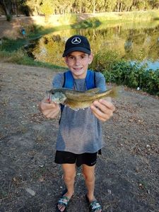 Largemouth Bass