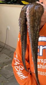 Common Octopus