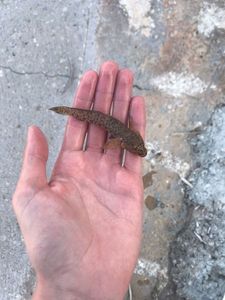 Giant Goby