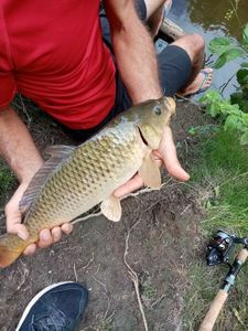 Common Carp