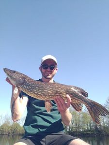 Northern Pike