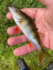 European Perch