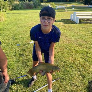 Tench