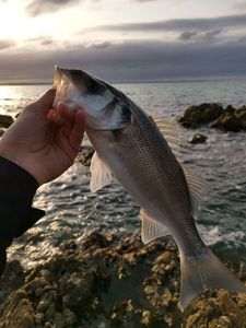 European Bass (Seabass)