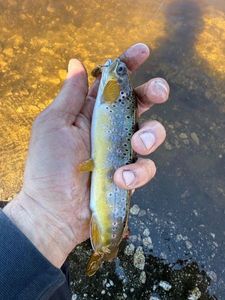 Brown Trout