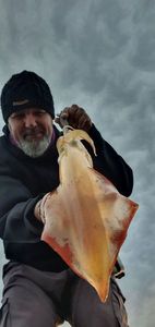 European Squid