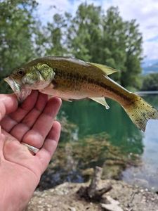 Largemouth Bass
