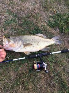 Largemouth Bass