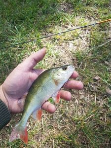 European Perch