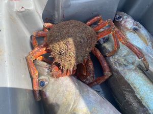 European Spider Crab