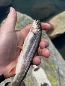 Brook Trout