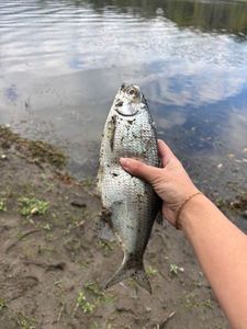 Goldeye