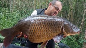 Common Carp