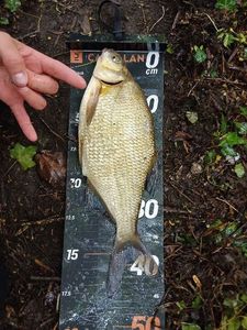 Common Bream