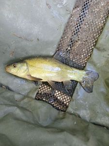 Tench