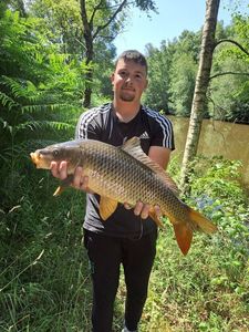 Common Carp