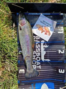 Rainbow Trout