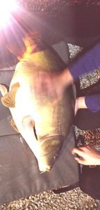 Mirror Carp