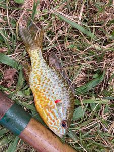 Green Sunfish