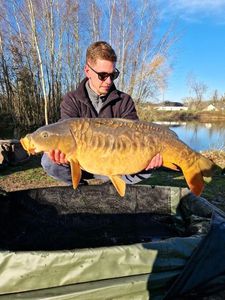 Mirror Carp