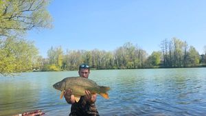 Common Carp
