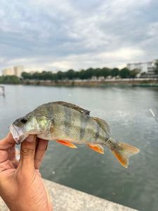 European Perch